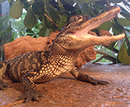 Crocodiles & Alligators