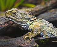 Reptile Facts