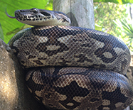 Lizards & Snakes