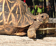 Turtles & Tortoises